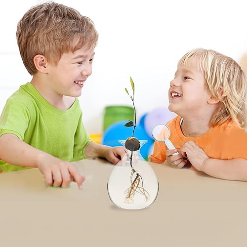 Vase en Verre pour Avocat - Verres De Démarrage D'avocat en Verres Transparent - Culture d'arbre À Avocat - Avocado Vases Hydroponique Vases Transparent Terrarium Plantess pour Decoration Interieur - Nail Gallerys