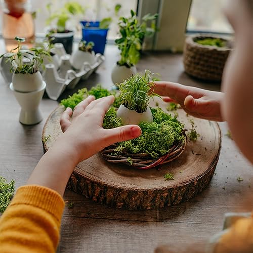 Carton mousse d'Islande vert mousse 500 g - Nail Gallerys