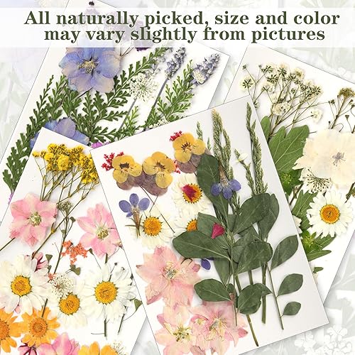 YSWOVUO 90 Pièces Fleurs Pressées Séchées, Vraies Naturelles Fleurs Séchées, Fleurs Séchées pour Bricolage Résine Bijoux Faisant Floraux Nail Art Artisanat Maquillage Scrapbook - Nail Gallerys