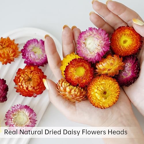 Lot de 40 têtes de fleurs séchées, gerbera naturel, véritables tournesols, chrysanthèmes, arrangements de fleurs séchées pour décoration de mariage et de fête à la maison, travaux manuels - Nail Gallerys