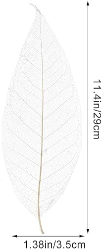 Ciieeo 400 Pièces Spécimen De Feuille De Magnolia Feuilles pour La Décoration Feuilles Séchées Naturelles Feuilles De Scrapbooking Art Squelette De Feuille Bambou Mariage Table à Manger - Nail Gallerys