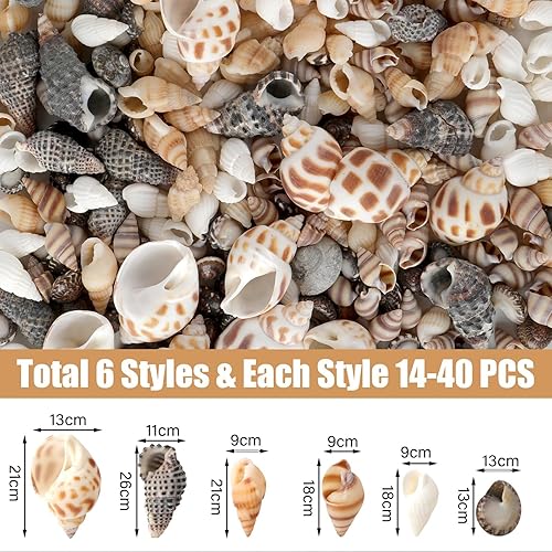 YSWOVUO 150pcs Coquillages Mixtes, Coquillages Marins Naturels, Perle Coquillage Non Percé, Coquillage Decoration pour Vase Remplissage Plage Thème Fête Mariage Bricolage Artisanat - Nail Gallerys
