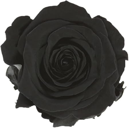 Générique VERDISSIMO Rose Stabilisée Bouton X6 / diametre de 5cm (Rainbow) - Nail Gallerys