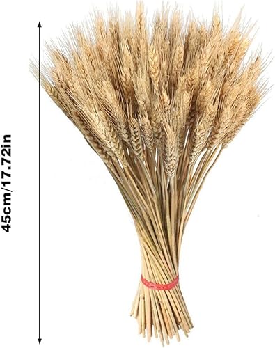 100 Tiges De Blé Séchées Dorées, Fleurs Séchées, Tiges De Blé Séchées, Bouquets De Blé Naturels, Séchés, Compositions pour La Maison, Mariages, Boutiques De Décoration - Nail Gallerys