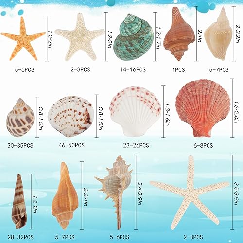 680g Coquillages Mixtes, 130+ Coquillages de Plage de DifféRentes Tailles éToiles de Mer Coquillages d'HuîTres Coquillages Marins Aquarium Poissons DIY Vase Remplissage Plage ThèMe FêTe Mariage Decor - Nail Gallerys