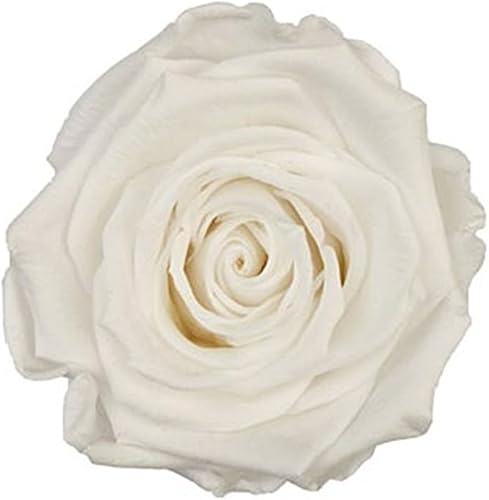 MINI Bouton de Rose stabilisée blanches par 16 taille 2 à 2.5 cm - Nail Gallerys