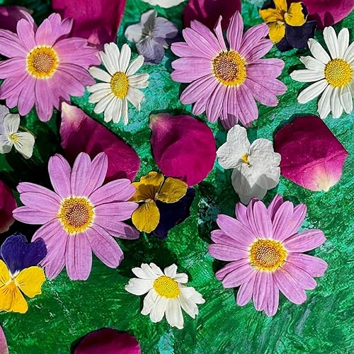 Mélange de fleurs « Amelia » lyophilisées de qualité alimentaire - Pétales de rose - Marguerite blanche - Marguerite rose - Violon - Cultivé et séché au Royaume-Uni - Garniture - Décoration (540) - Nail Gallerys