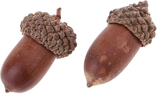 zalati Glands naturels pour décoration de table séchée, décoration de Noël - Nail Gallerys