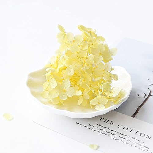 Fleurs séchées roses nude - Décoration préservée pour loisirs créatifs - Fleurs pressées pour bougies, travaux manuels, mariage, loisirs créatifs, carte - Nail Gallerys