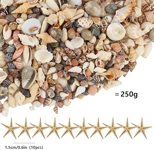 Xbessc 250g Petites Coquillages Mixtes 10 étoiles de Mer Naturel Coquillage Decoration pour Vase Remplissage Plage Thème Fête Mariage Aquarium Décoration - Nail Gallerys
