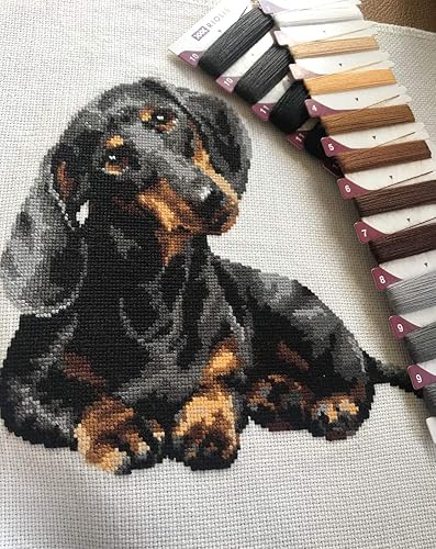 Riolis R906 Kit de Broderie au Point de Croix Teckel Multicolore - Nail Gallerys