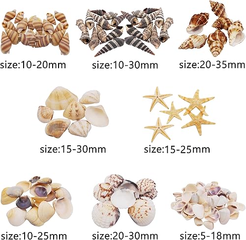 Julie Wang 200 pcs petit conque étoile de mer naturel minuscule océan coquillages bricolage miniature plage bestiole décor artisanat projets réservoir de poisson remplissage de vase - Nail Gallerys