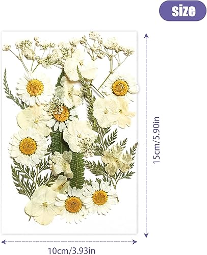 Fleurs Séchées,Vraies Fleurs Pressées Séchées,Naturel Fleur Sechees Decoration,Fleur Séchée pour Bougies,pour Bricolage Résine Epoxyn Art DIY Artisanale Scrapbooking et Les Décorations de Bijoux - Nail Gallerys