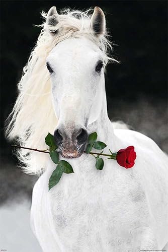 Empire - Chevaux - Lipizzan avec Rose - Taille (cm), environ 61x91,5 - Poster - Nail Gallerys