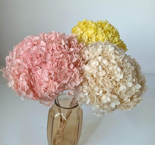 Hortensia stabilisé - Fleurs séchées - 2 tiges Fleur Hortensia conservées - Rose - Nail Gallerys