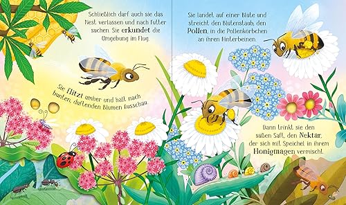 Schau mal, wie ich wachse! Von der Larve zur Biene: Einblick in die Lebensabschnitte einer Honigbiene - Sachbuch für Kinder ab 3 Jahren - Nail Gallerys