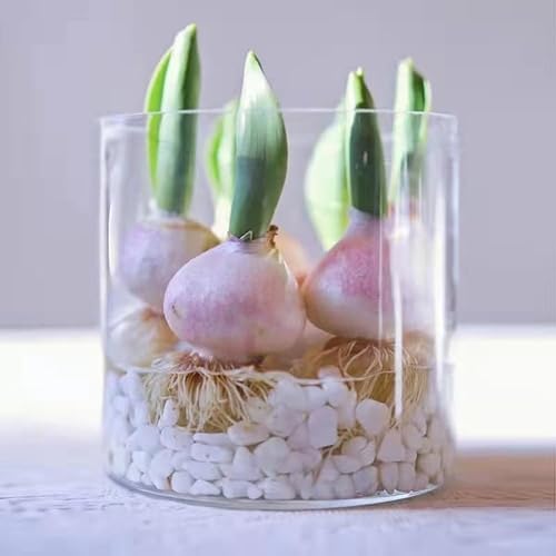 PEPAXON Vase Cylindrique en Verre Vase à Fleurs pour Décoration de Maison 10x30cm - Nail Gallerys