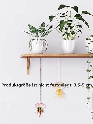 LATRAT Lot de 5 coquillages d'oursins naturels - Décoration nautique pour micro paysage - Bricolage - Projets d'artisanat - Nail Gallerys