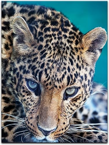 Bilderdepot24 Impression d'art - Léopard - Portrait - 30x40 cm - Image sur Toile - Mondes animales - Grand félin - Animal prédateur - Gros Plan d'un léopard - Nail Gallerys