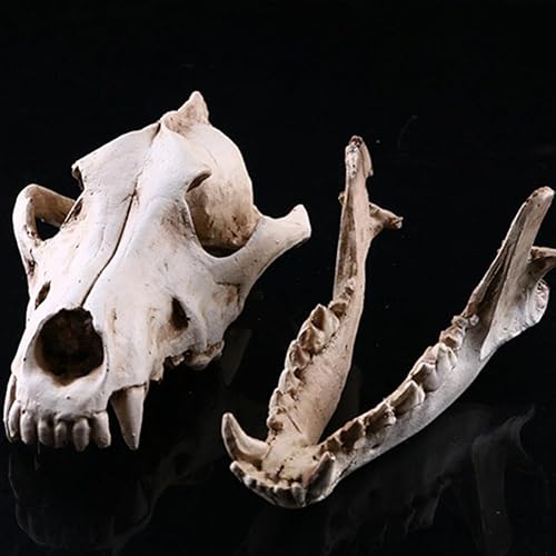 RJSQAQE Figurine de tête de mort de loup en résine, décoration de fête d'Halloween, figurine de tête - Nail Gallerys