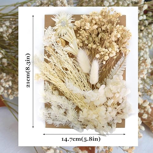 Cozlly Fleurs Séchées, Vraies Fleurs Pressées Séchées et de Feuilles Séchées, Naturel Fleurs Sechees Blanche, Resine Epoxy Fleurs Séchées pour Scrapbooking Bougie Bricolage Fabrication de Cartes Art - Nail Gallerys