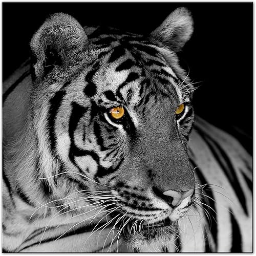 DECLINA Tableau verre acrylique photo le Tigre Blanc, Tableau Plexis, décoration murale plexi, tableau verre acrylique, 30x30 cm - Nail Gallerys