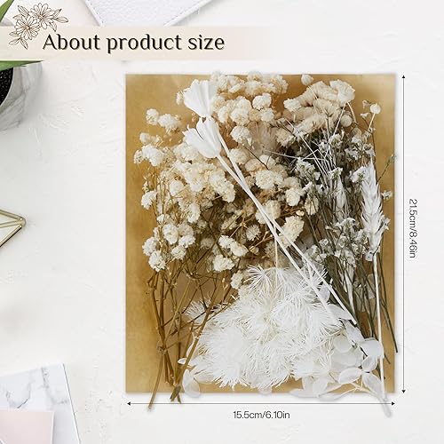 DATEFUN Fleurs Séchées Naturelles - Vraies Fleurs Pressées Séchées - Fleurs Sechees Decoration pour Bricolage Résine, Scrapbooking, Artisanale, Cadre Photo, Autocollants (A) - Nail Gallerys