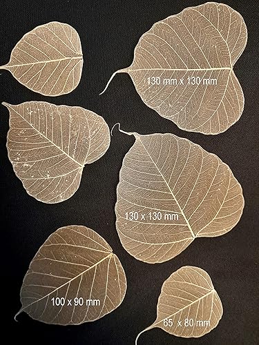 CleanPrince Lot de 100 feuilles de squelette transparentes rondes naturelles - Véritable arbre de Bouddha - 65, 80, 90, 100 et 130 mm - Nail Gallerys