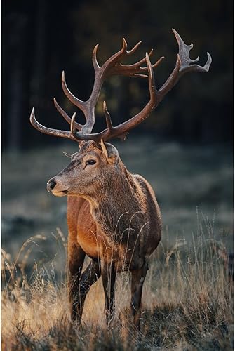 Ceanothe Tableau sur Toile cerf Sauvage 30x45 cm Décoration Murale Art Décoratif Muraux Peinture Imprimée en HD Salon Chambre Bureau Bois de Forêt FSC Fabriqué en France - Nail Gallerys