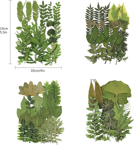 84 Pcs Feuilles Séchées Pressées Plante Herbier Feuilles Pétales Mixtes Réel Feuilles Sèches Naturelles pour Résine Art Artisanat DIY Nail Autocollants Décorations Embellissement Feuille Pressée (A) - Nail Gallerys