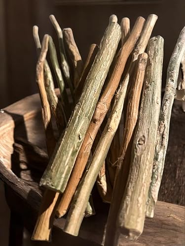 10 Cure dent Soump Siwak africain Baton de balanite Aegyptiaca Pour dent propre et Blanche, Eclaircissement de l'email dentaire. - Nail Gallerys