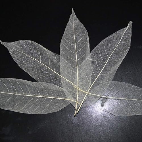 STARWAVE 100Pcs Natural Magnolia Skeleton Leaf Dried Leaves Samples for Card Scrapbook Embossing DIY Crafts Natural Leaves - Nail Gallerys