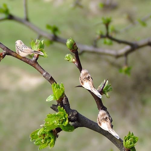 YOUDALIS 4Pcs Oiseaux Artificiels,Oiseaux de Plumes en Mousse Artificielle,Rouges-Gorges Decoratifs pour Bricolage Artisanat Maison Jardin fête de Mariage Ornement - Nail Gallerys