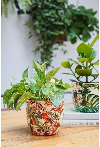 Ivyline Perroquet Tropical Monza 13 x 13 cm - Nail Gallerys