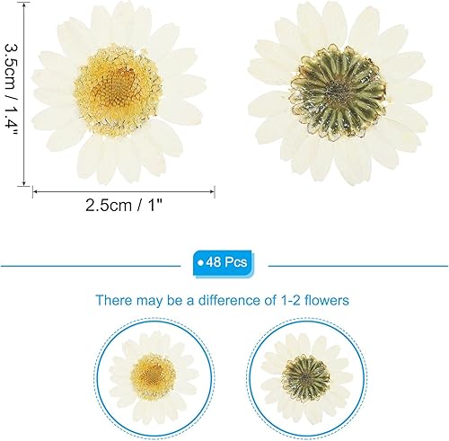 PATIKIL 48 Pcs Fleurs Séchées Pressées Naturelles Marguerite pour l'Artisanat DIY, Décoration de Maison, Décoration d'Ongles, Teinture Blanche - Nail Gallerys