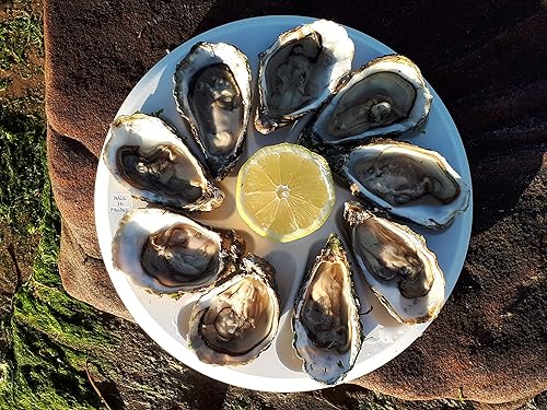 Lot de 4 - Assiette à Huîtres en Plastique – 9 Places - Nail Gallerys