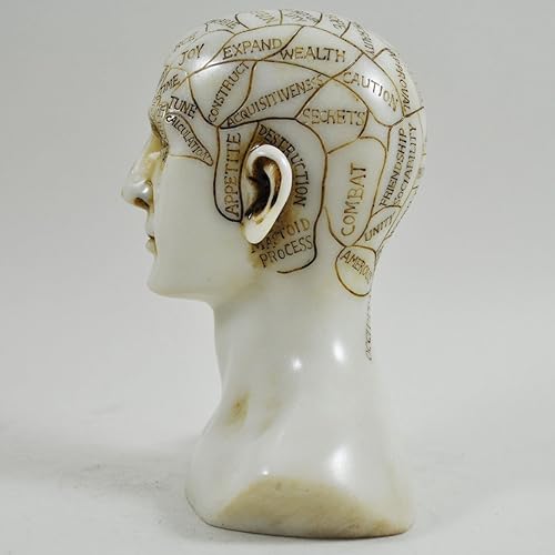 Phrenology Head White Marble Resin Unique Home Decorative Traditional Medical Accessory H15cm - Nail Gallerys