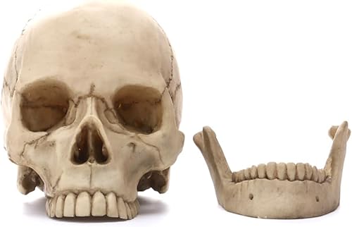 watera Statue de Crâne de Tête Humaine, Artisanat de Statue de Crâne de Tête Humaine pour la Décoration Intérieure, Figurines en Résine, Décoration d'halloween, Sculpture, Modèle de Dessin - Nail Gallerys