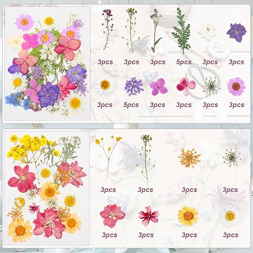 Druuzyl 64 pièces Fleurs pressées, Fleurs séchées Naturelles pour Le Bricolage, Set de décoration Premium pour Bougies/résine/Pinces à Cheveux/Scrapbooking, Feuilles Mixtes & pâquerettes - Nail Gallerys