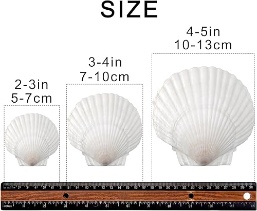 SKOOLOVE 25 PCS Coquillages Blancs de 5 cm-7.5 cm, Grands Coquillages naturels, pour décoration de Mariage, fête sur Le thème de la Plage, Aquarium - Nail Gallerys