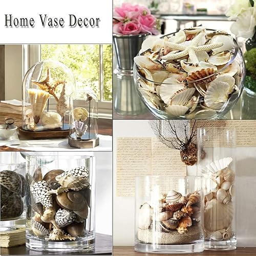 12 pièces Grands coquillages Mélange de coquillages de plage et d'étoiles de mer,Coquillage naturels étoiles de mer jusqu'à 16 cm,Grands coquillages parfaits pour la décoration d'aquarium de bricolage - Nail Gallerys