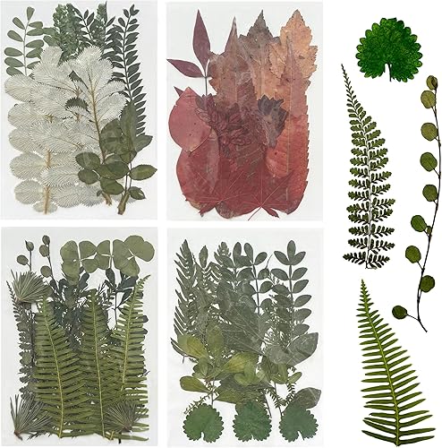 Woohome 69 PCS Bricolage Fleurs Séchées Ensemble Feuilles Naturelles Pressées à Sec, Fleurs Pressées Séchées Fleurs Sechees Naturelles pour L'artisanat d'art de Bricolage - Nail Gallerys