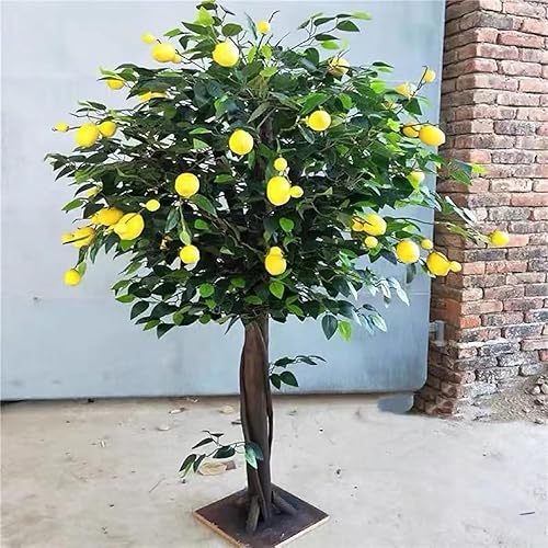 KIBONCY Faux citronniers de Plante Verte Artificielle Décoration avec des Feuilles réalistes en Pot en Plastique pour Le Bureau de Table des Maisons à Domicile 2.5m - Nail Gallerys