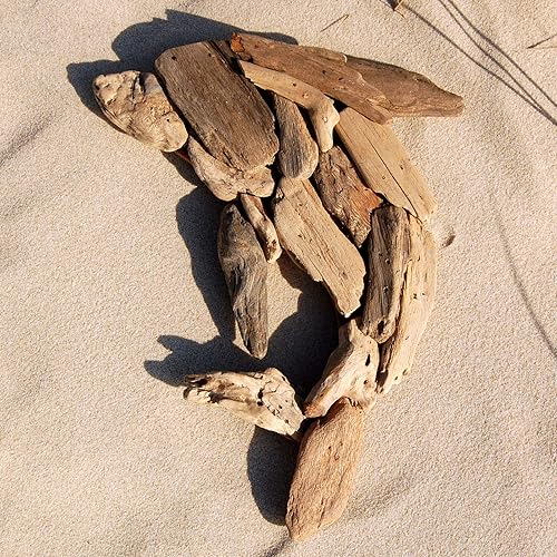 Etoile de mer décorative en bois flotté avec dauphin (33 cm) - Décoration murale en bois flotté - FBA_1323 - Nail Gallerys