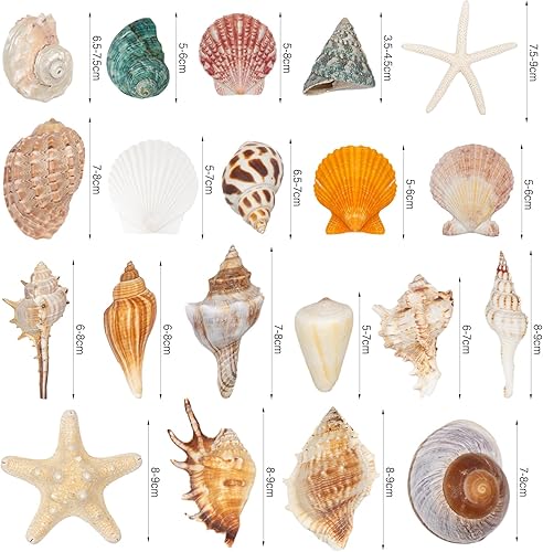Lot de 20 grands coquillages pour décorer des coquillages de plage, des étoiles de mer, des conques pour les fêtes sur la plage, les tables, la salle de bain, les décorations d'aquarium - Nail Gallerys