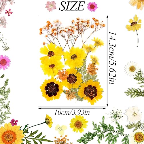 Reofrey 70 Pcs Vraies Fleurs Pressées Séchées, Marguerites Naturelles Pressées Vraies Fleurs Mélangées Plusieurs Fleurs Sèches Et Feuilles Ensemble pour DIY Bougie Décoration Résine Bijoux Artisanat - Nail Gallerys