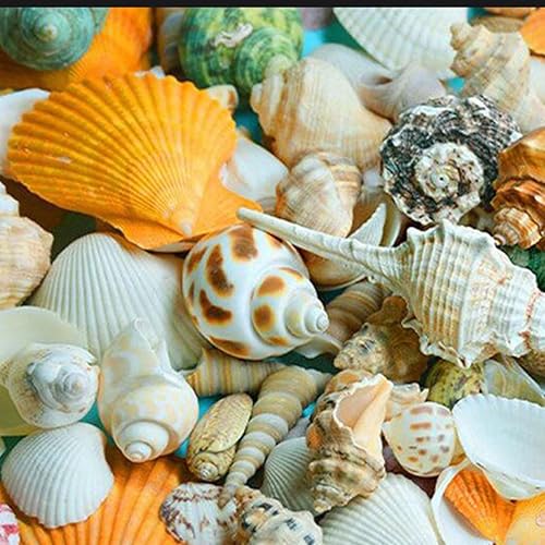 Coquillages de Plage Mixtes, Coquillage Decoration, Mixte Océan Coquillages,Coquilles Artisanat, 200g Coquillages Naturels pour Aquarium Aménagement Paysager Mariage Beach Party Décorations - Nail Gallerys