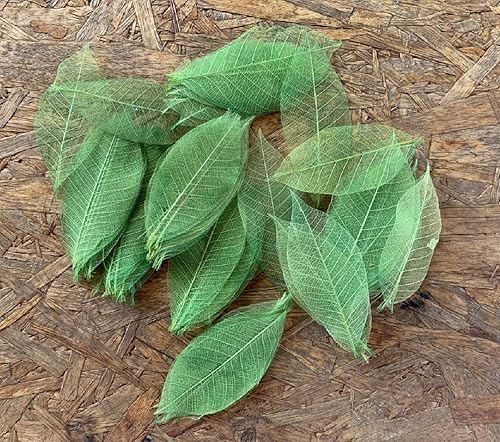 Lot de 100 feuilles squelette en caoutchouc naturel de 10,2 à 12,7 cm pour scrapbooking, loisirs créatifs, cartes de mariage, grandes feuilles (couleur verte) - Nail Gallerys