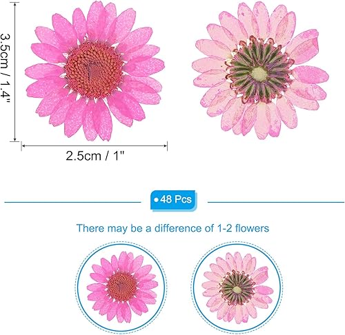 PATIKIL 48 Pcs Fleurs Séchées Pressées Naturelles Marguerite pour l'Artisanat DIY Décoration Maison Décoration Ongles, Rouge Rose - Nail Gallerys