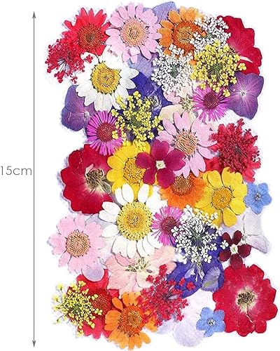 CENPEK Fleurs pressées séchées Fleurs séchées Naturelles Vraies Fleurs pressées Fleurs séchées colorées pour Bijoux en résine Nail Art Artisanat DIY (Printemps) - Nail Gallerys
